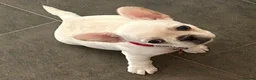 Frug dogs for sale: Beautiful girl  - Advert 7