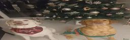 Labrador Retriever dogs for sale: 2 gorgeous labrador puppies  - Advert 3