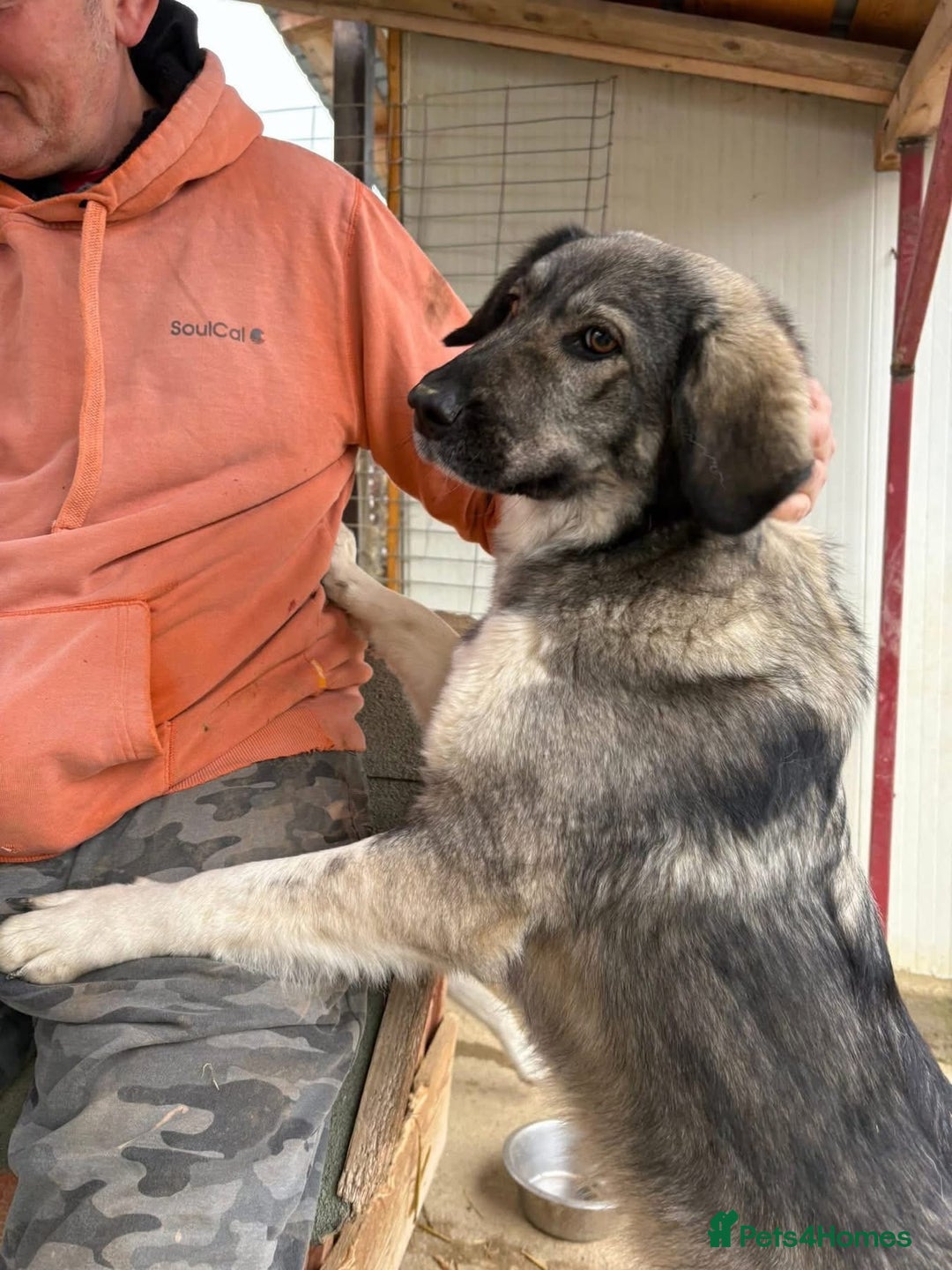 Mixed Breed dogs for adoption: Lola - Norwich Norfolk  - Advert 7