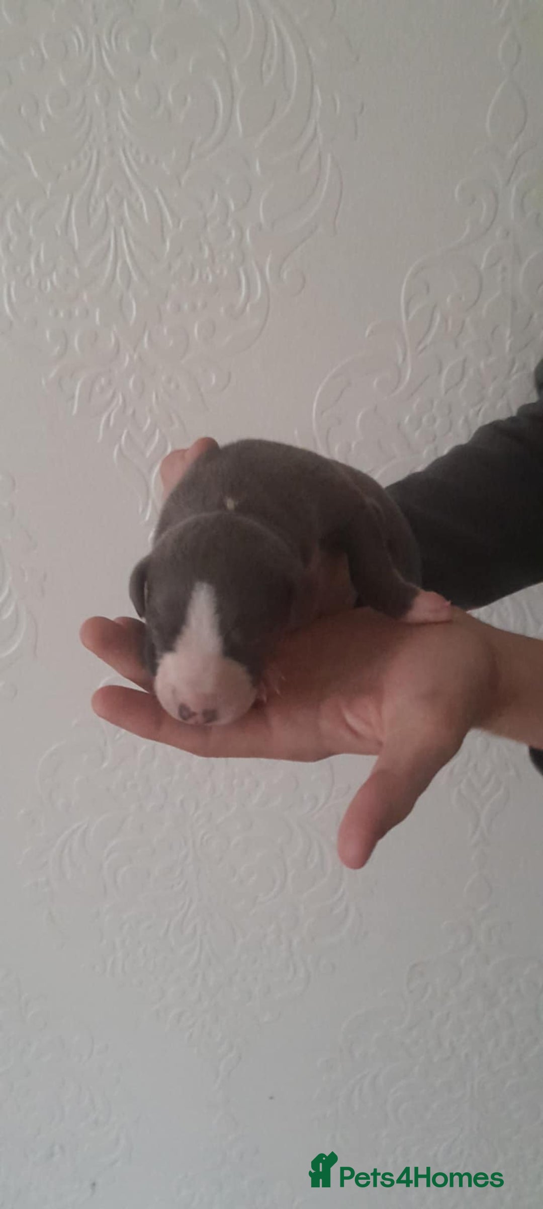 Whippet dogs for sale: Kc whippet pups - Image 3