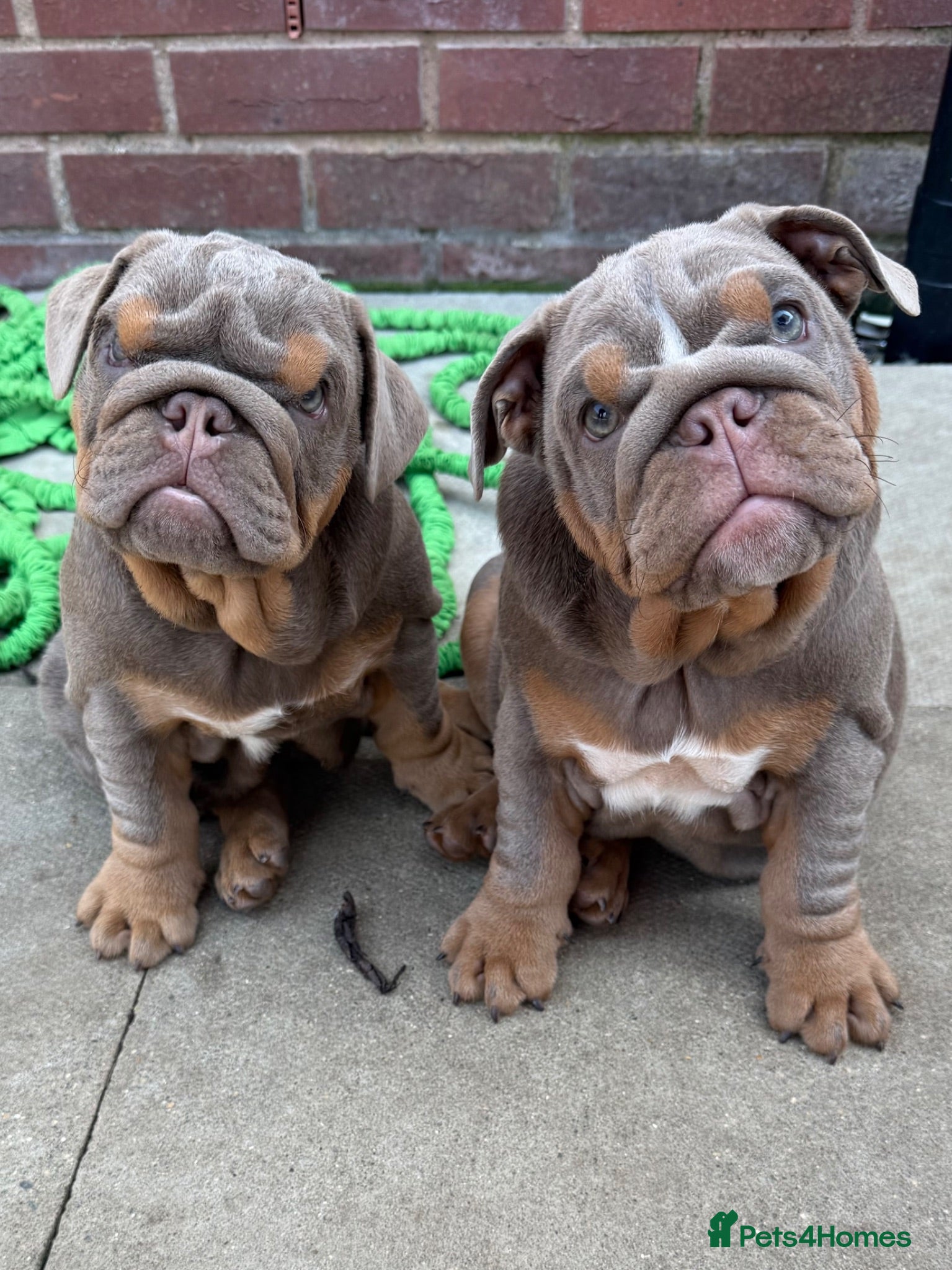 English Bulldog dogs Gorgeous KC English Bulldog Puppies🐶 - Advert 1