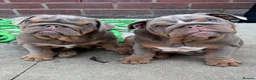 English Bulldog dogs for sale: Gorgeous KC English Bulldog Puppies🐶 - Advert 1