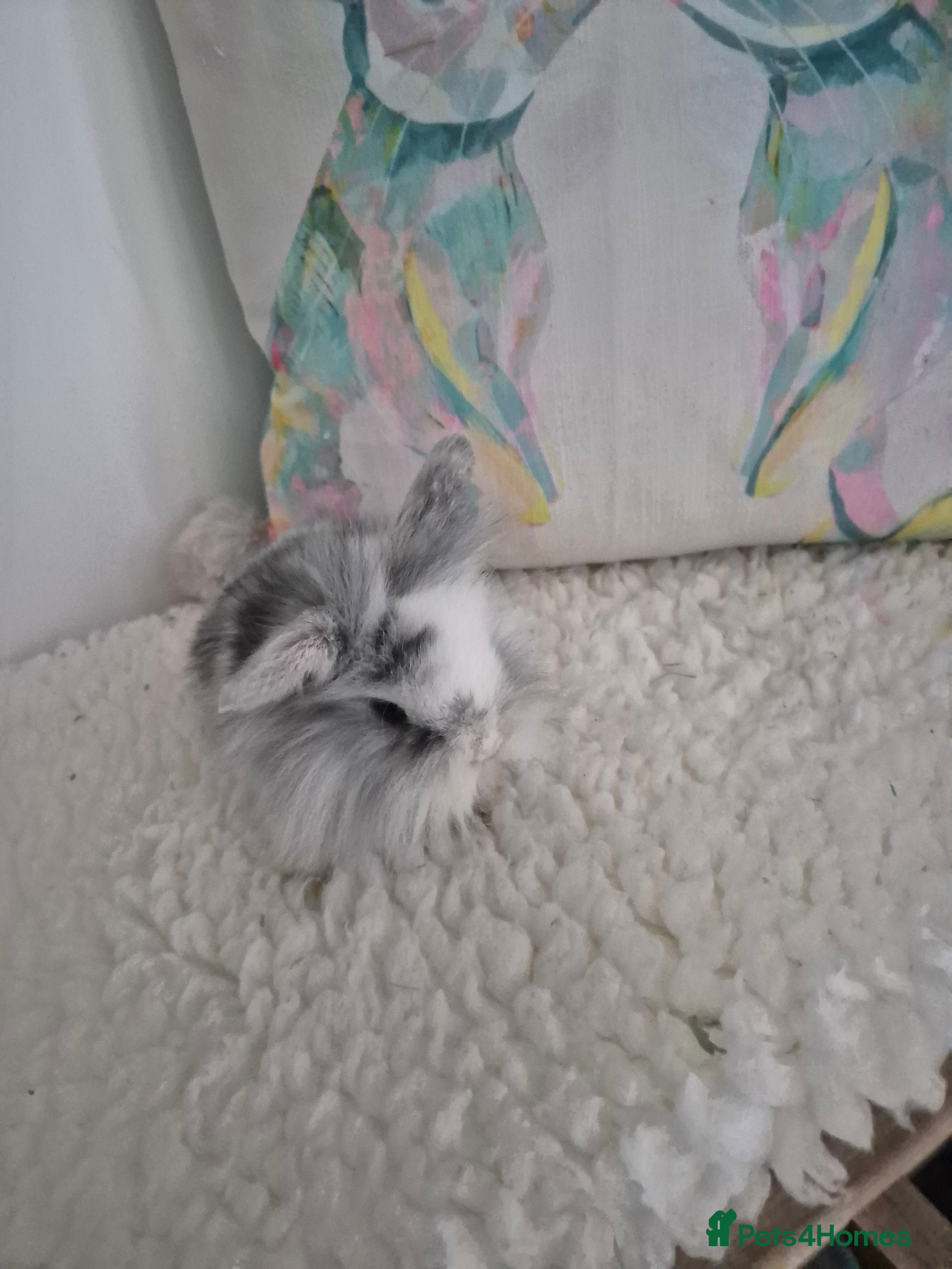 Mixed Breed rabbits Lionhead/lop rabbits - Advert 11