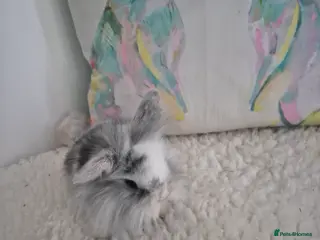Mixed Breed rabbits Lionhead/lop rabbits - Advert 11