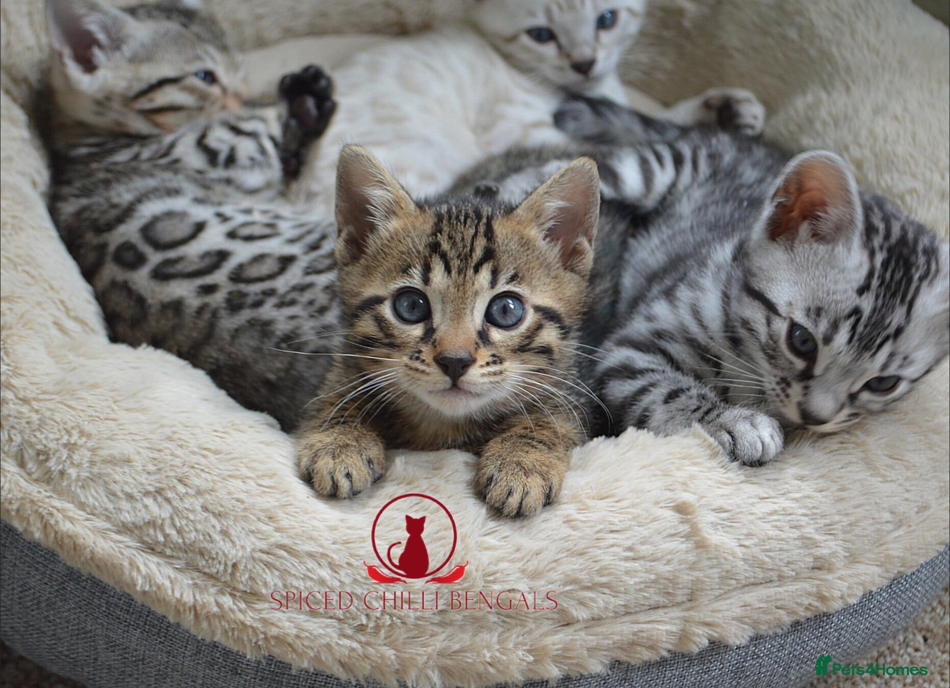 Bengal cats ✨️ OUTSTANDING TICA BENGAL KITTENS ✨️ - Advert 1