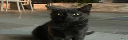 Mixed Breed cats for sale: 3 domestic shorthairs  - Advert 4