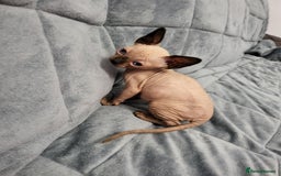 Sphynx cats for sale: Sphynx Healthy happy  boys   - Image 3