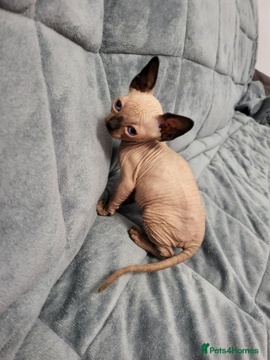 Sphynx cats for sale: Sphynx Healthy happy  boys   - Image 3