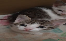 Mixed Breed cats for sale: 4 adorable kittens for sale - Image 23