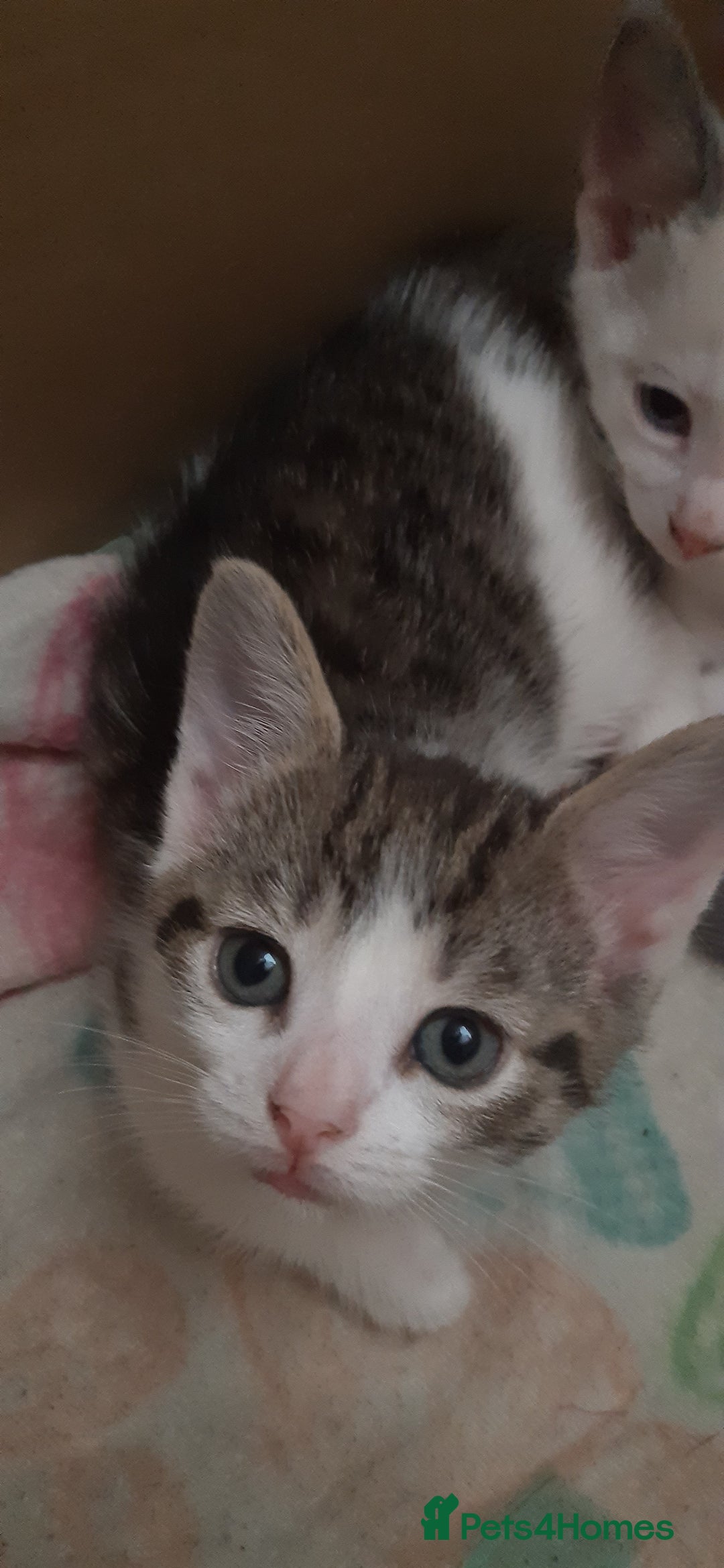 Mixed Breed cats for sale: 4 adorable kittens for sale - Image 23