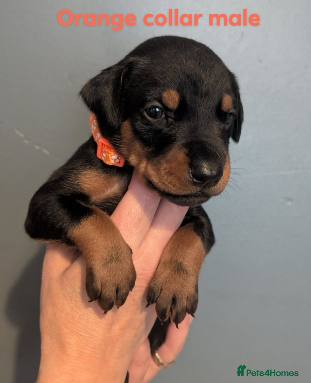 Dobermann dogs for sale: Top Quality Pedigree Dobermanns – Black & Tan - Advert 5