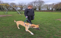 Mixed Breed dogs for adoption: Sara - Norwich Norfolk  - Image 31