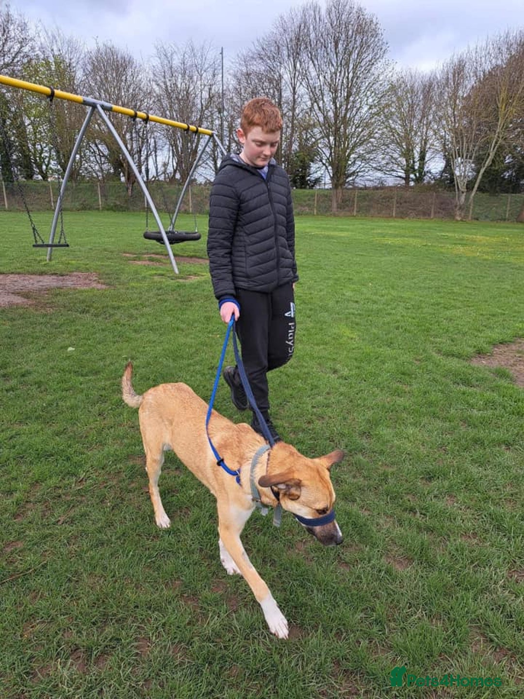 Mixed Breed dogs for adoption: Sara - Norwich Norfolk  - Image 31