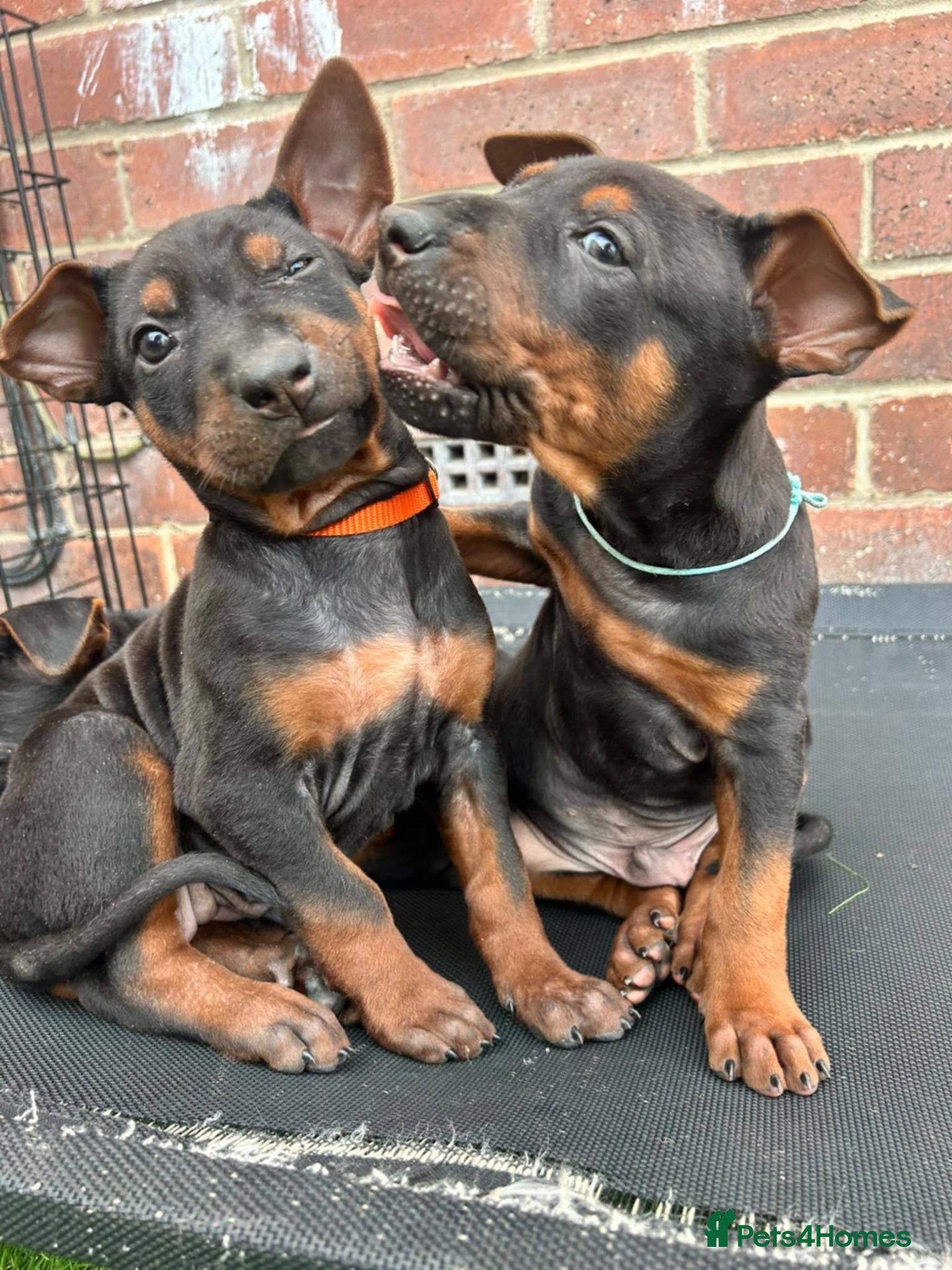 Chinese Red Dog dogs for sale: BEAUIFUL CHINESE RED DOG PUPS - Advert 1