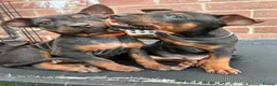 Chinese Red Dog dogs for sale: BEAUIFUL CHINESE RED DOG PUPS - Advert 1