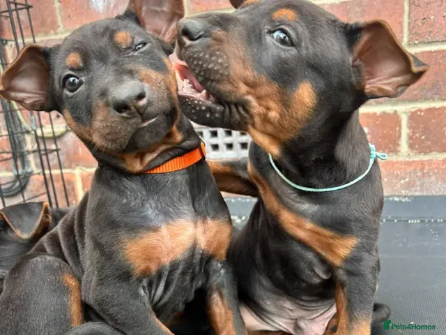 Chinese Red Dog dogs for sale: BEAUTIFUL CHINESE RED DOG PUPS - Advert 1