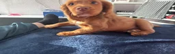 Cocker Spaniel dogs for sale: Rico the cocker  - Advert 7