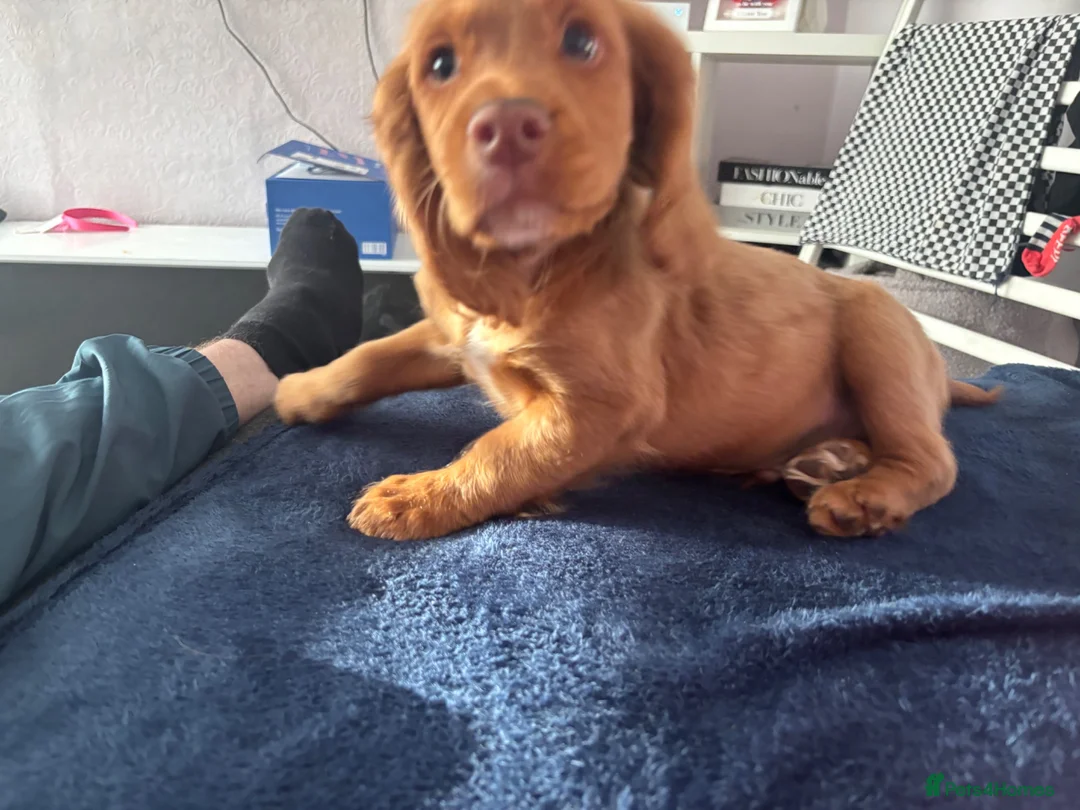 Cocker Spaniel dogs for sale: Rico the cocker  - Advert 7