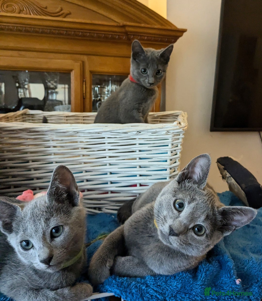 Russian Blue cats for sale: RB kittens Pedigree London  - Image 24