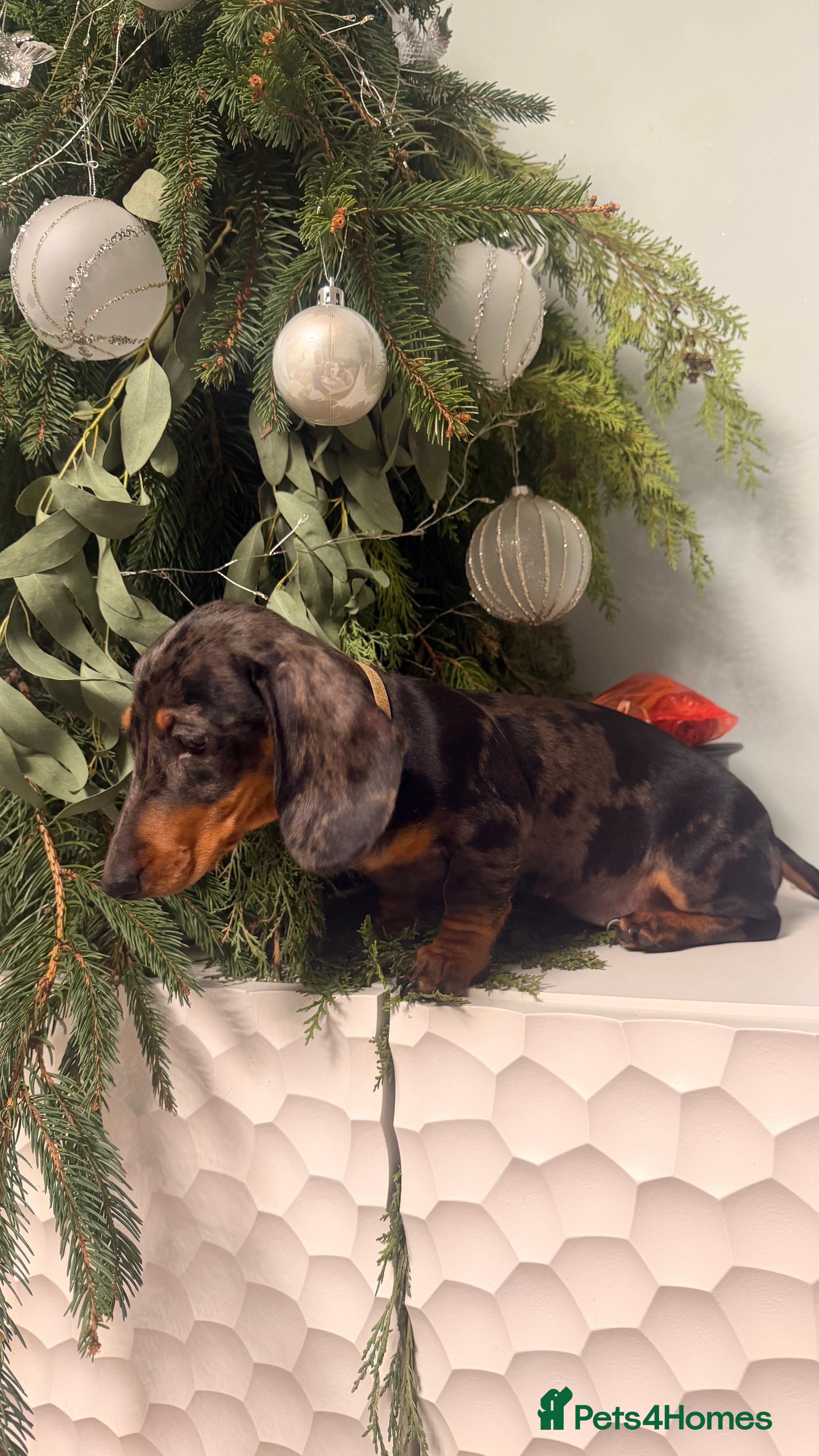 Miniature Dachshund dogs Last KC PRA CLR Miniature dachshund girl - Advert 13