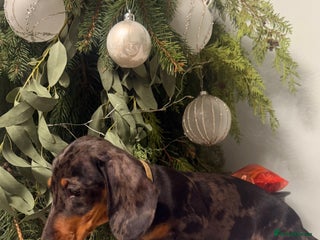 Miniature Dachshund dogs Last KC PRA CLR Miniature dachshund girl - Advert 2