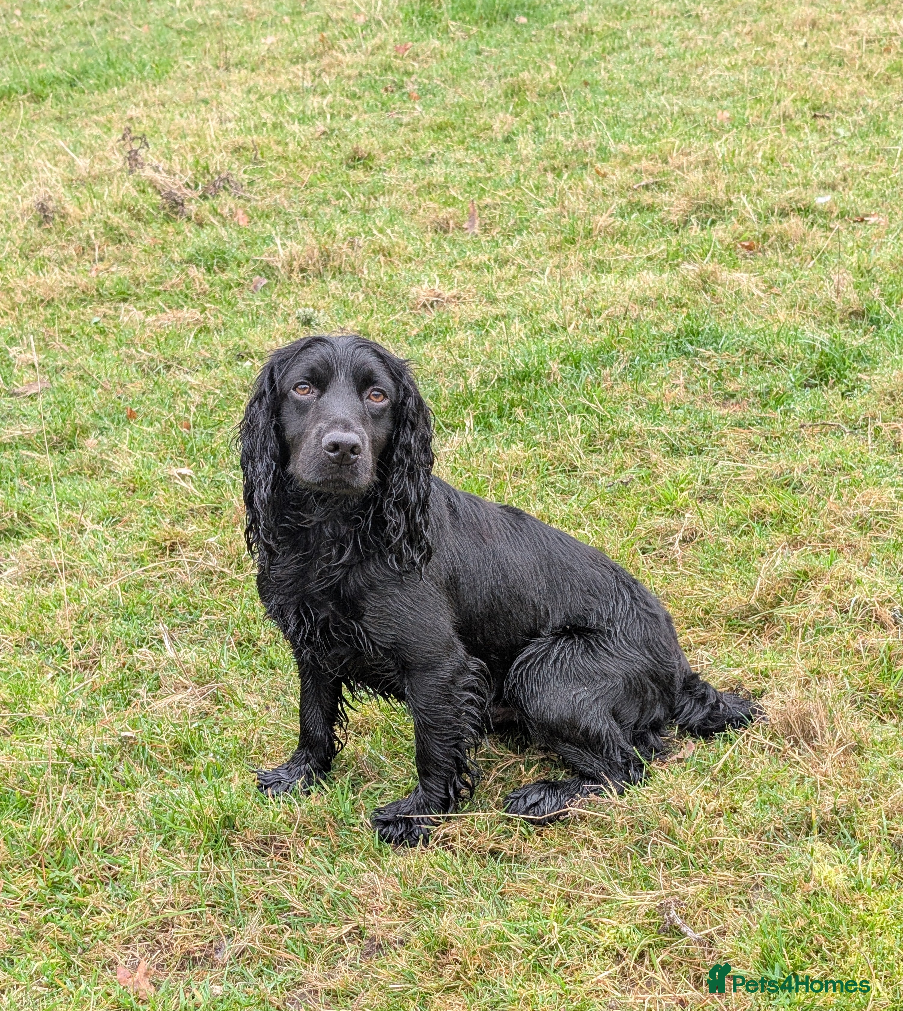 Cocker Spaniel dogs Working Cocker STUD DOG - Advert 11