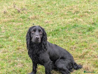 Cocker Spaniel dogs for stud: Working Cocker STUD DOG - Advert 3