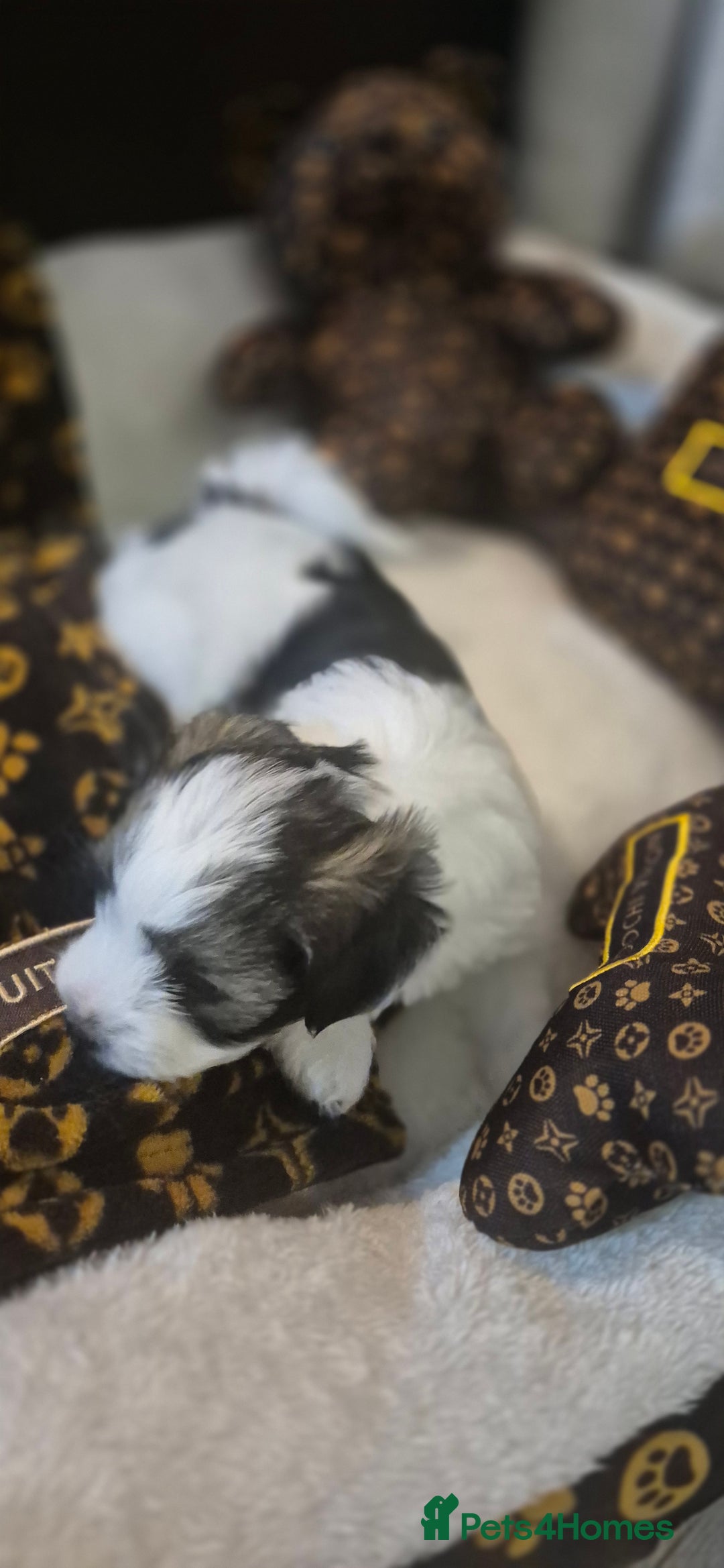 Biewer Terrier dogs for sale: Beautiful Biewer Yorkshire terriers Puppies  - Advert 17