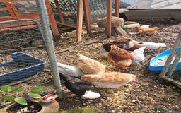 Chickens poultry for sale: Various breeds of chickens  - Image 4