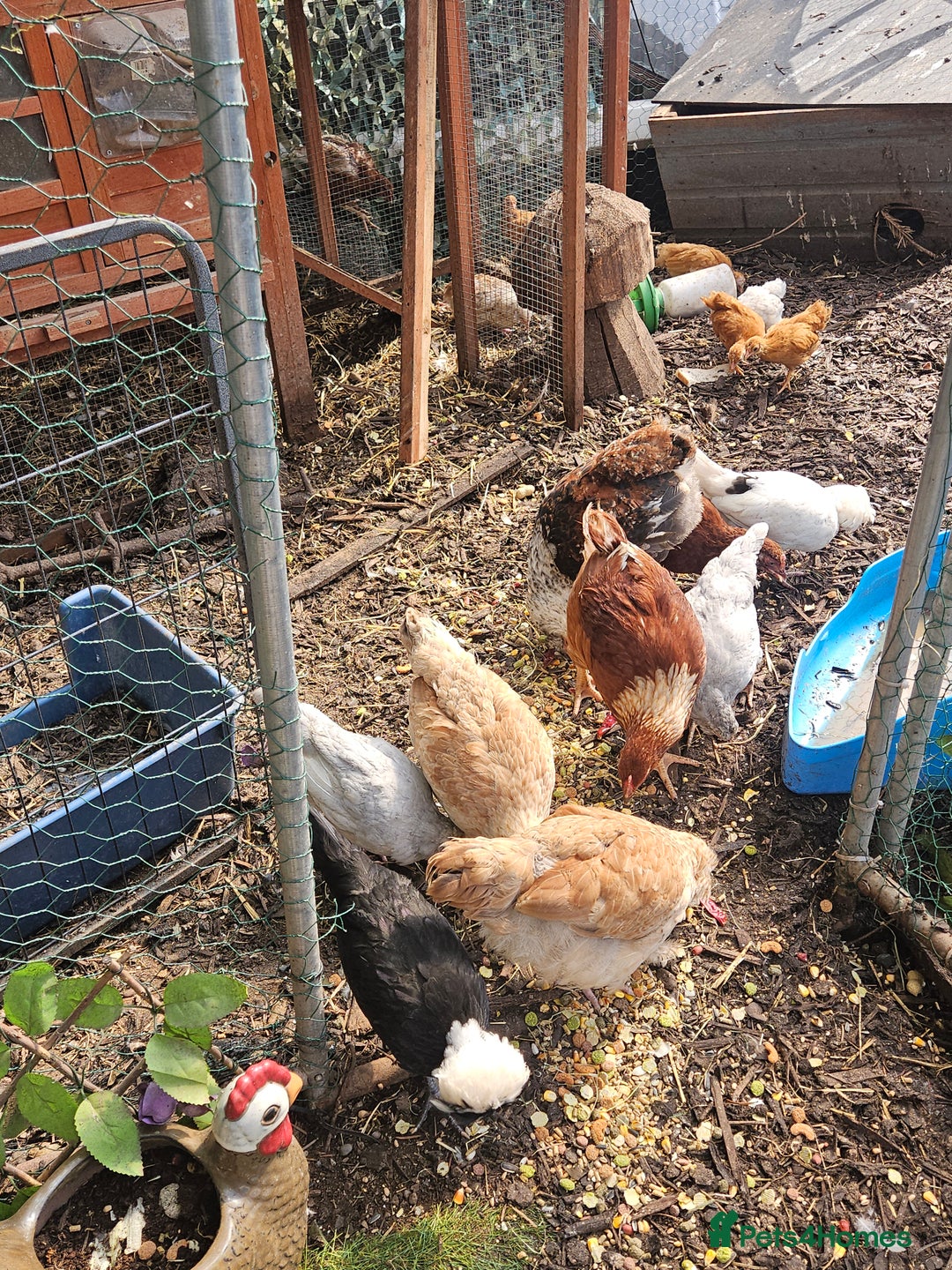 Chickens poultry for sale: Various breeds of chickens  - Image 4