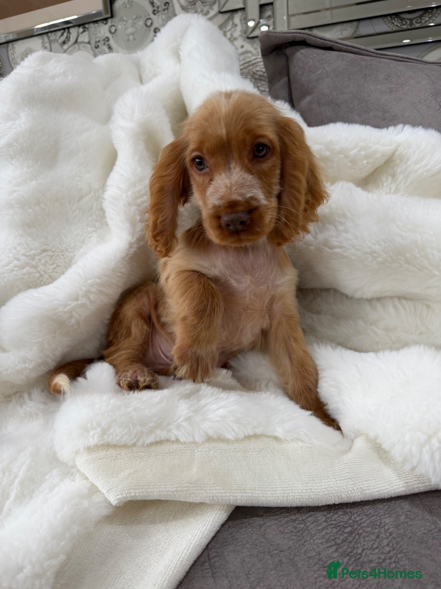 Cocker Spaniel dogs Show cocker spaniel boy puppies - Advert 11