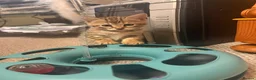 Mixed Breed cats for sale: Bengal Cross Female Kitten - Advert 5
