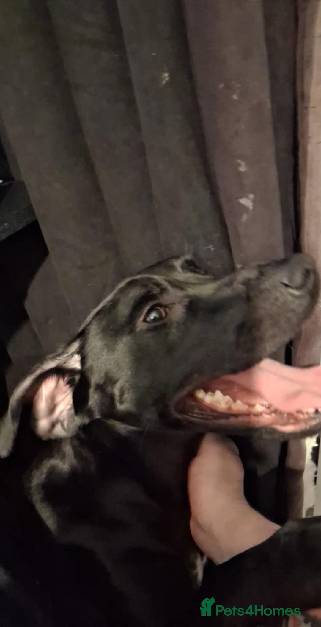 Mixed Breed dogs for sale: Male 2 years old Staffy cross Labrador’s  - Advert 5