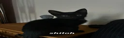 Mixed Breed cats for sale: *Female* Gorgeous Black Kitten - Advert 3