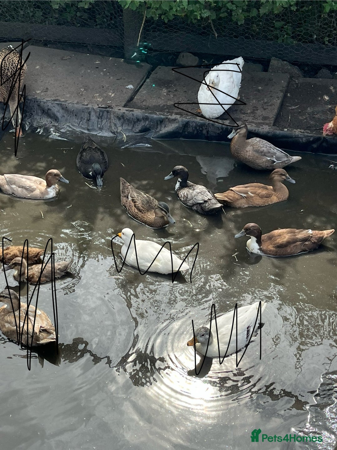 Ducks poultry for sale: Young call duck crosses - Image 2