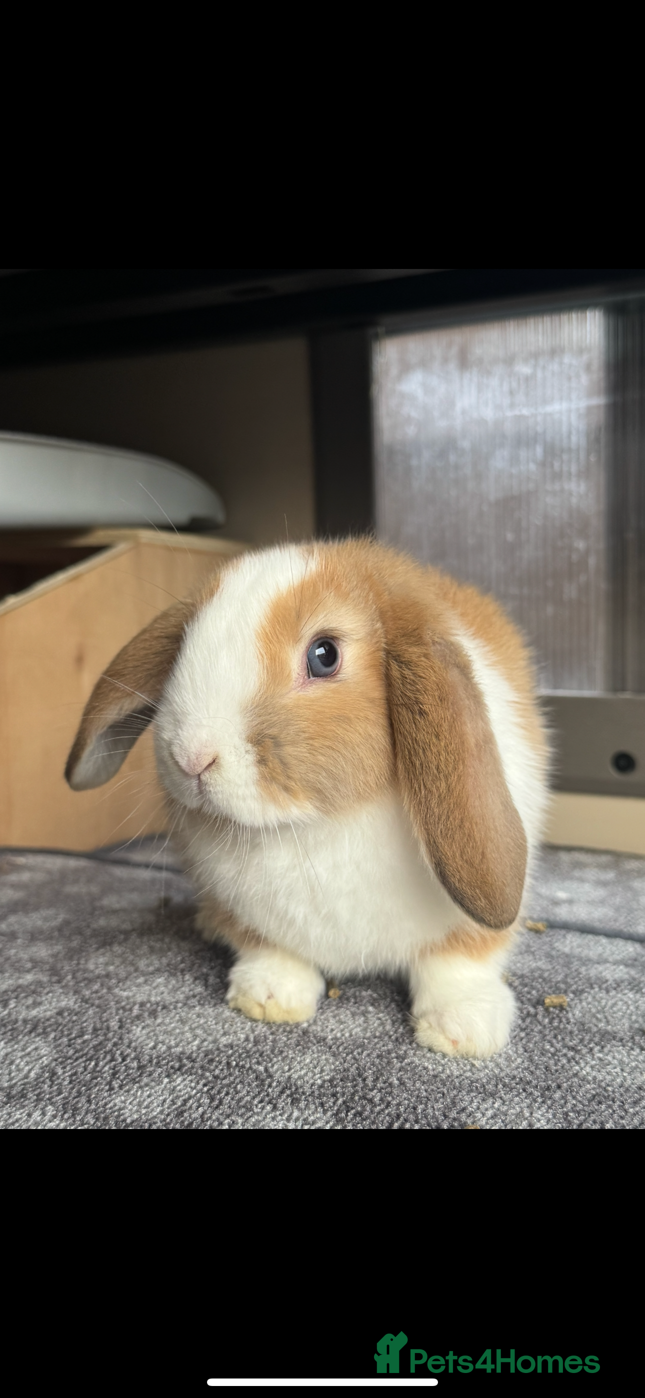 Mini Lop rabbits Mini Lops Vienna Gene 1 Female and 3 Male  - Advert 1