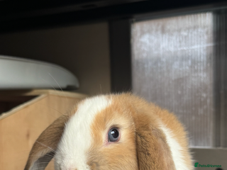 Mini Lop rabbits Mini Lops Vienna Gene 1 Female and 3 Male - Advert 1