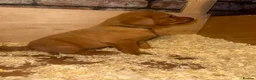 Labrador Retriever dogs for sale: Stunning dark red Labrador pups - Advert 8