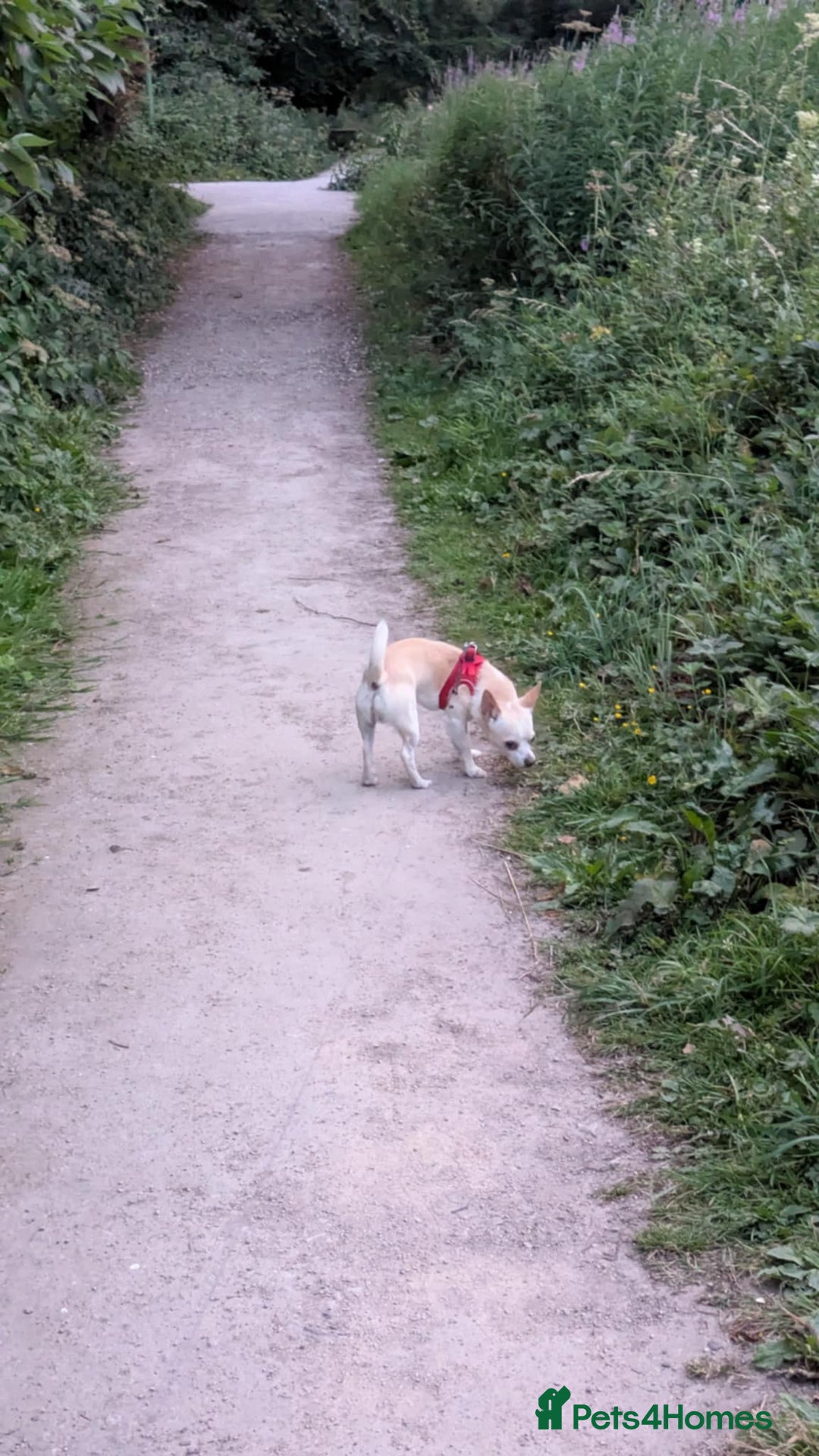 Mixed Breed dogs for sale: Chihuahua mix boy for sale - Image 4