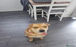 Mixed Breed dogs for sale: Beautiful shar pei cross looking for a new home - Advert 7