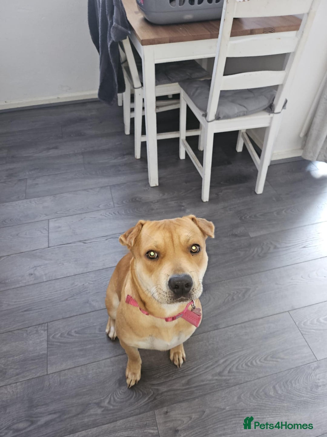 Mixed Breed dogs for sale: Beautiful shar pei cross looking for a new home - Advert 7