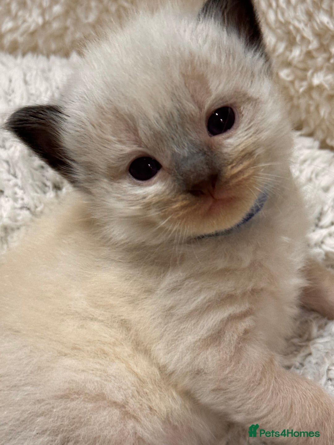 Ragdoll cats for sale: Purebred Ragdoll Kittens (TICA REG PARENTS) - Image 12