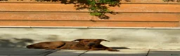 Mixed Breed dogs for sale: Luna. The beautiful German Shepherd Mix in Croydon - Advert 2