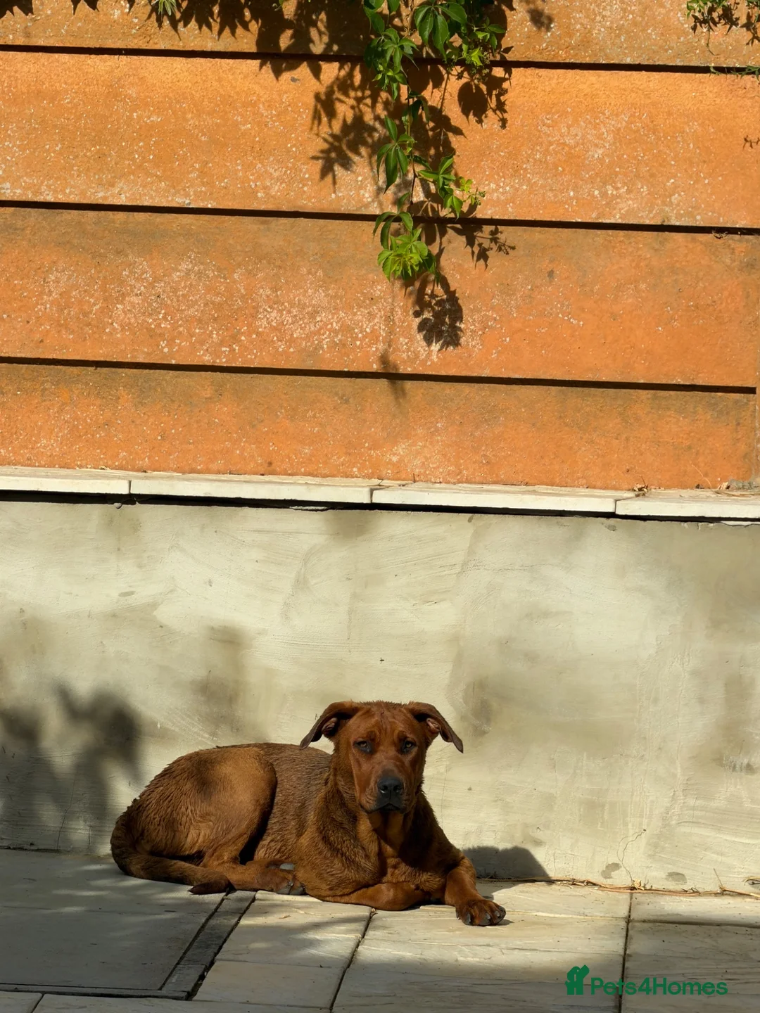 Mixed Breed dogs for sale: Luna. The beautiful German Shepherd Mix in Croydon - Advert 2