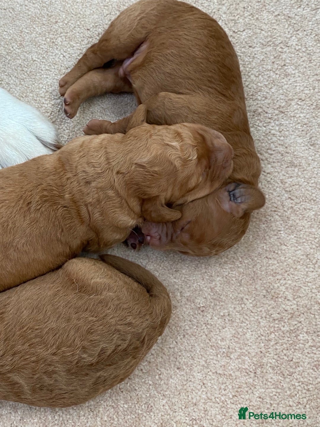 Labradoodle dogs for sale: F1 Red Miniature Labradoodles  - Advert 11