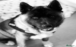 Akita dogs for sale: 4 year old Akita  - Image 24