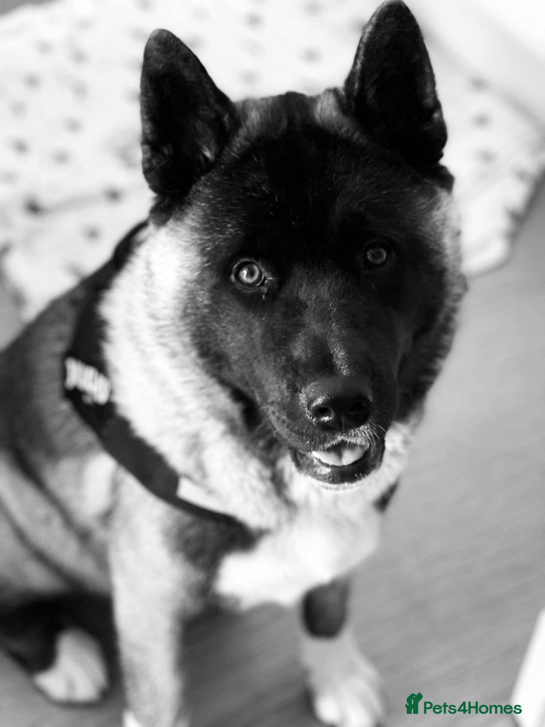 Akita dogs for sale: 4 year old Akita  - Image 24