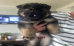 German Shepherd dogs for sale: Beautiful GSD pups - Image 10