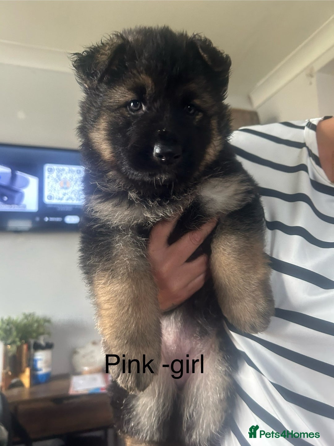 German Shepherd dogs for sale: Beautiful GSD pups - Image 10