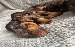 Cocker Spaniel dogs for sale: Extensively Health tested/KC REG Cocker Puppies - Image 8
